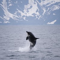 shutterstock_246083959_killer whale_spækhugger.jpg