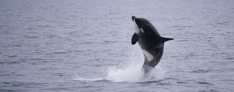 shutterstock_246083959_killer whale_spækhugger.jpg